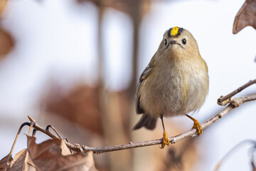 Wintergoldhähnchen