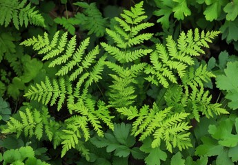 A bunch of green leaves with one leaf being the largest