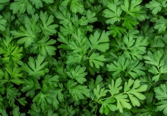 A close up of green leaves with a lot of detail