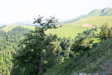 Obraz premium summer mountains green grass and blue sky landscape