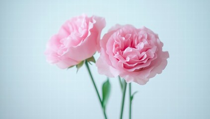 Fototapeta premium Two pink flowers are standing next to each other