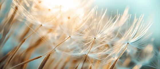 Dandelion seeds blowing in sunlight, field background, nature wallpaper