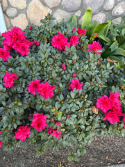 flowers, pink, green, walking, garden 
