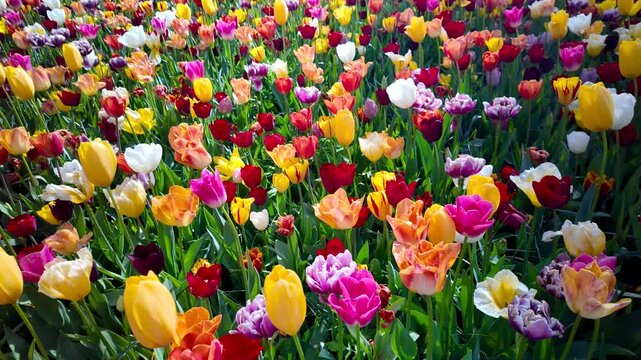 Colorful Tulip, daffodil and Hyacinth flower field in The Netherlands