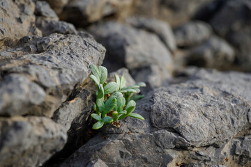 Rock Samphire (Crithmum maritimum) Growing on a Coastal Rock