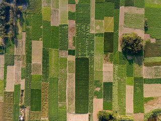 Aerial Drone View of Lush Green Agricultural Fields in Rural Bangladesh - Sustainable Farming Landscape