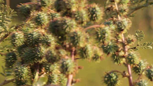 spike green flower a castor-oil plant in the field, Caster Bean or Ricinus communis, the castor bean or castor oil plant, is a species of perennial flowering plant in the spurge family, Euphorbiaceae.