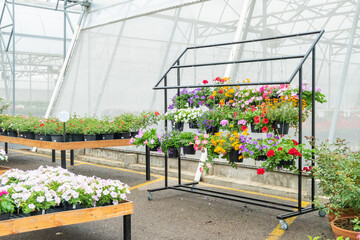 Flowers hanging in plastic pots in nursery garden,Potted flowers and plants in flower shop, plants in the interior of greenhouse,Home gardening tropical flower,Selective focus,copy space.