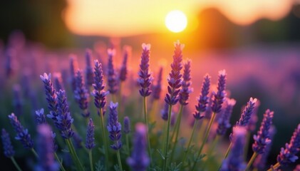 Sunrise illuminates dew-kissed lavender blooms, tranquil, purple, texture