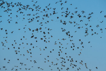 Northern Lapwing, Vanellus vanellus, flock of birds in flight over winter marshes