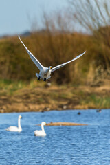 Tundra Swan, Bewick's Swan, Cygnus columbianus in flight at winter in Slimbridge, England