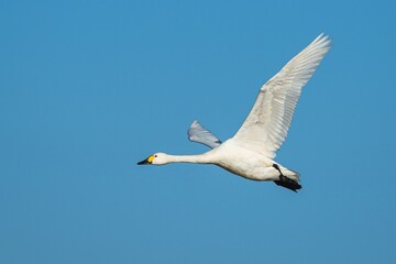 Obraz premium Tundra Swan, Bewick's Swan, Cygnus columbianus in flight at winter in Slimbridge, England