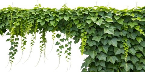 Lush green vine with cascading leaves in sunlight