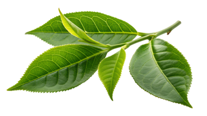 Fresh green tea leaves on a branch