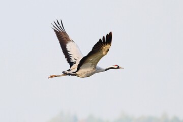 canadian goose in flight