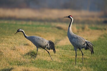 Obraz premium grey crowned crane