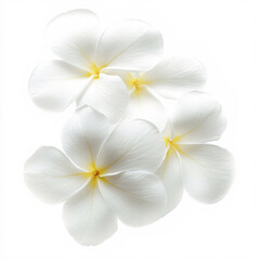Fototapeta premium Four pristine white blossoms with delicate yellow centers, softly lit against a bright white backdrop.