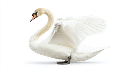 Fototapeta premium Elegant swan with wings slightly spread isolated on white background.