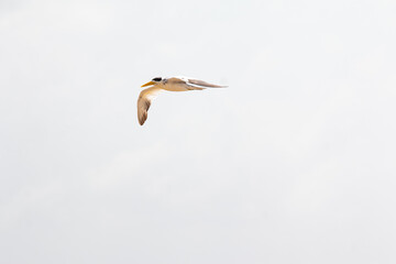 2025-01-13_Rio_Amazonas_Brasil