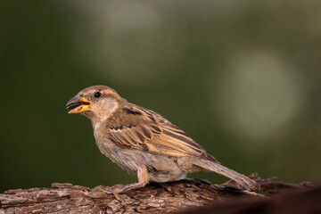House sparrow with a sunflower seed in its beak standing on textured wood.