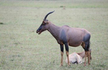 Une topi et son bébé - Kenya