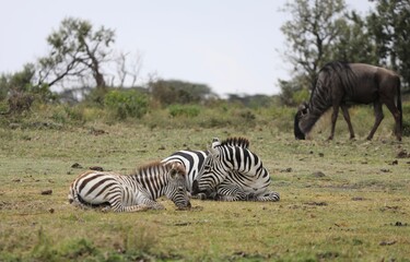 Maman et bébé zèbre - lac Naivacha au Kenya