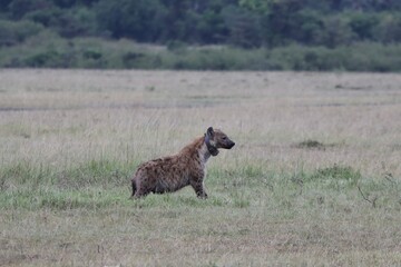 Une hyène avec un collier - Kenya
