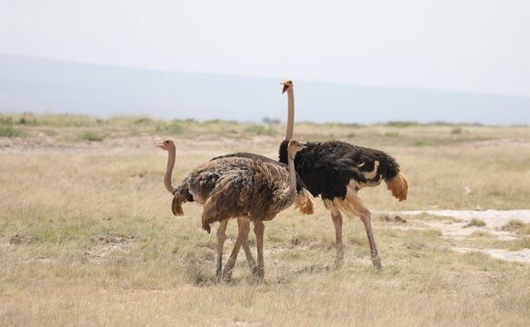 Trio d'autruche d'Afrique - Kenya