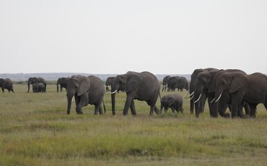Fototapeta premium Troupeau d'éléphant avec bébé - Kenya 