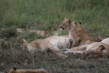 Nid de lion - Kenya