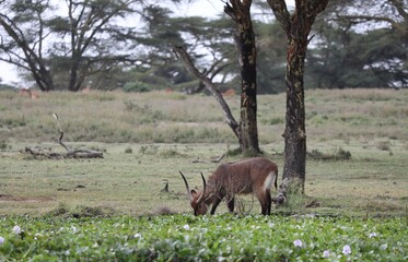 Kobus ellipsiprymnus - lac Naivacha