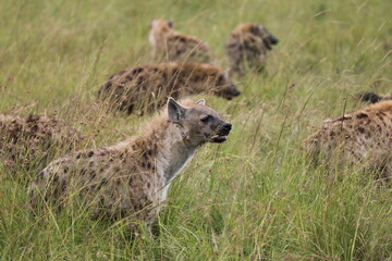 Groupe de hyènes à l'affut - Kenya