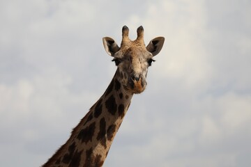 Gros plan sur une tête de girafe - Kenya