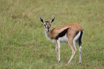 Gazelle de thomson femelle - Kenya