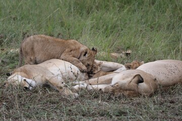 Lionceaux en train d'allaiter - Masaai Mara