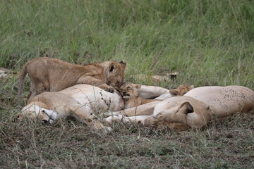 Calin de lionceaux - Kenya