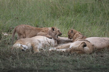 Deux lionceaux se disputent - Kenya