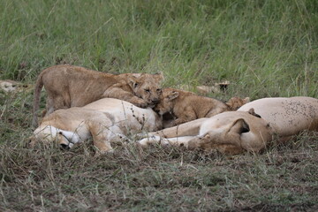 Deux lionceaux se câlinent - Kenya