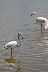 Flamant gris - Amboseli 