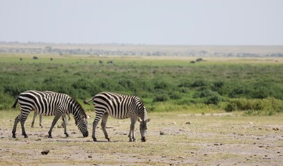 Fototapeta premium Deux zèbres à Hell's gate - Kenya