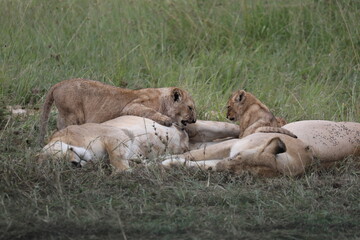 Lionceaux en train d'allaiter - Kenya