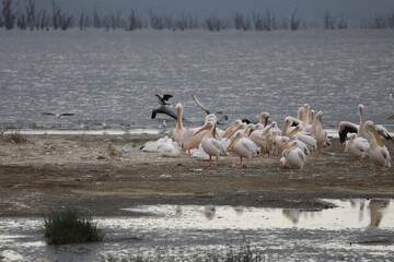 Lac Nakuru au Kenya - Afrique