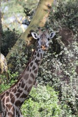 Girafe - Kenya