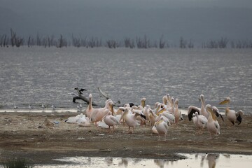 Paysage du lac nakuru - Kenya