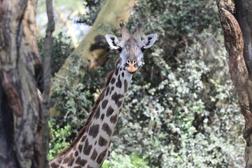 Girafe - Kenya