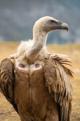 Griffon vulture (Gyps fulvus) photographed in Spain