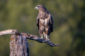 Common buzzard (Buteo buteo) photographed in Spain