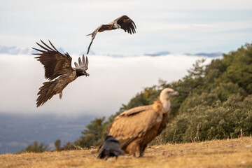 Young bearded vulture (Gypaetus barbatus) photographed in Spain