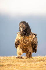 Young bearded vulture (Gypaetus barbatus) photographed in Spain