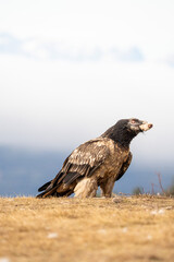 Young bearded vulture (Gypaetus barbatus) photographed in Spain